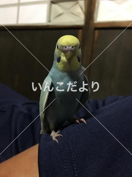 コメントの画像