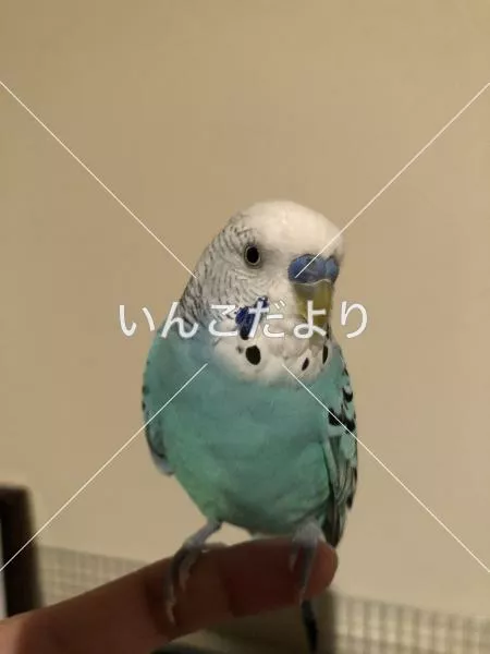 コメントの画像