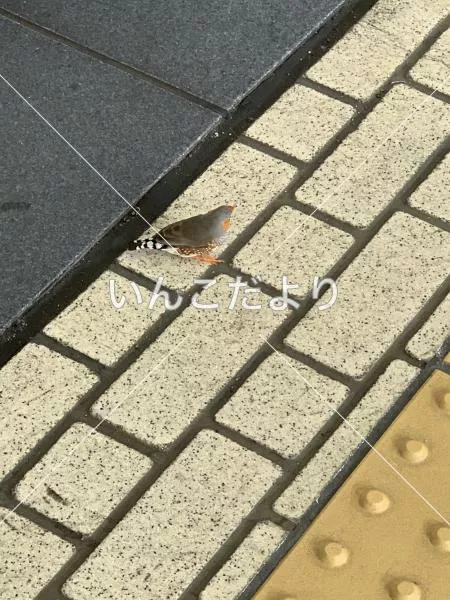 コメントの画像