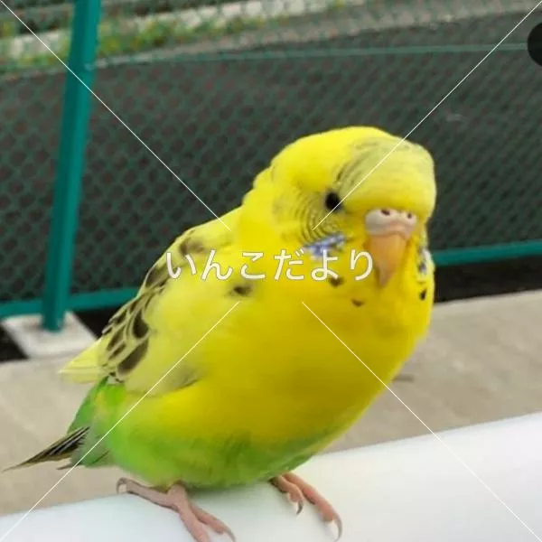 コメントの画像