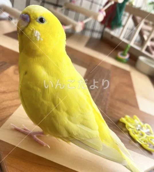 コメントの画像