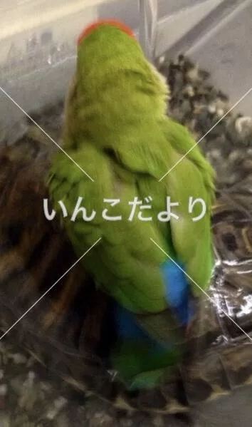 コメントの画像