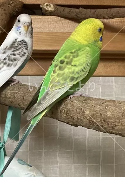 コメントの画像