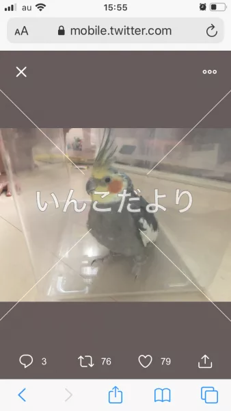 コメントの画像