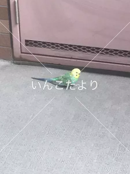 コメントの画像