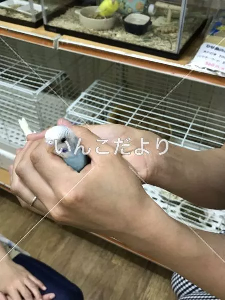 コメントの画像