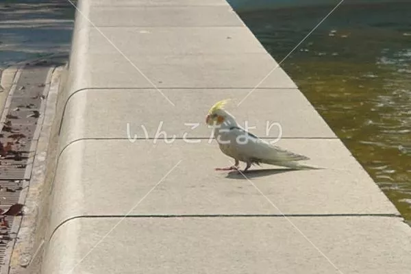 コメントの画像