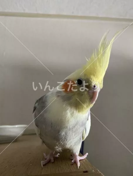 コメントの画像