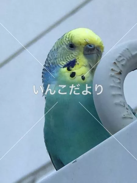 コメントの画像