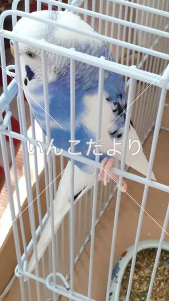 コメントの画像