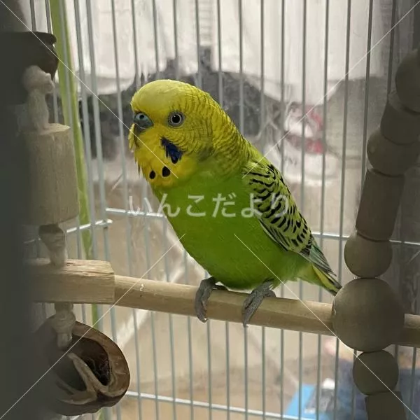 コメントの画像