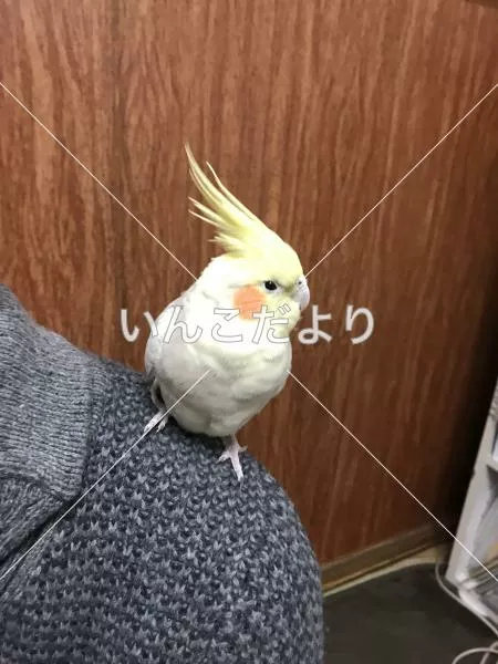 コメントの画像