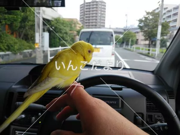 コメントの画像