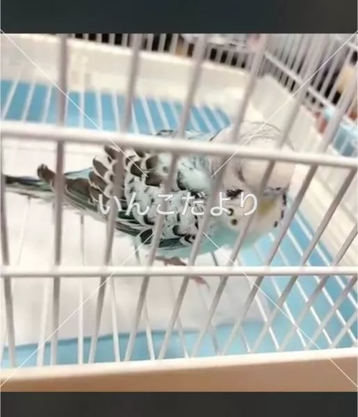 コメントの画像