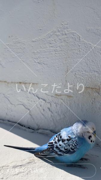 コメントの画像