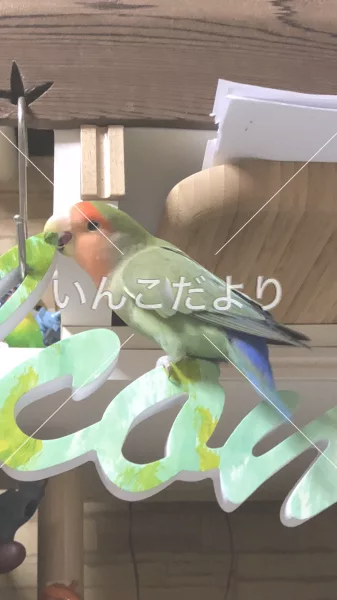 コメントの画像