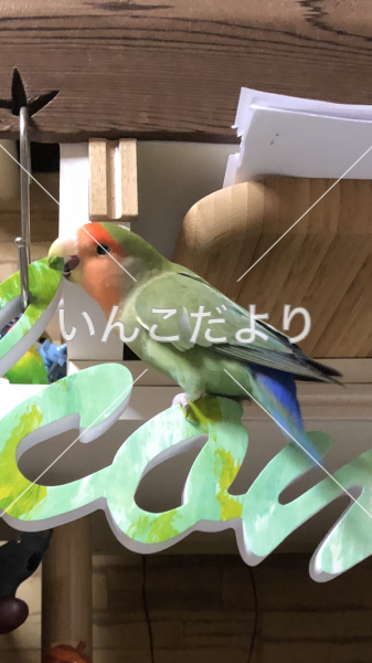 コメントの画像