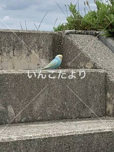 コメントの画像