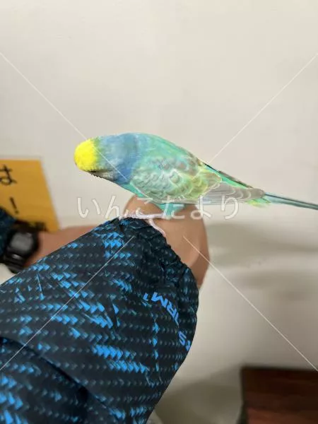 コメントの画像