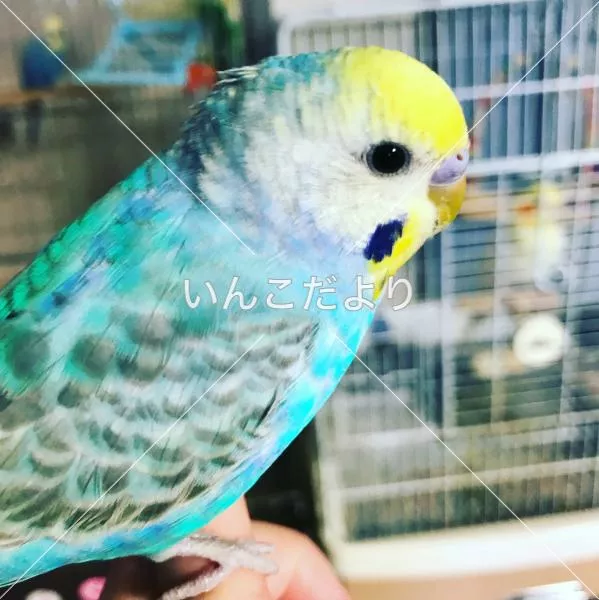 コメントの画像