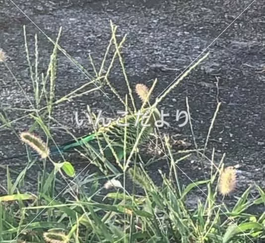 コメントの画像