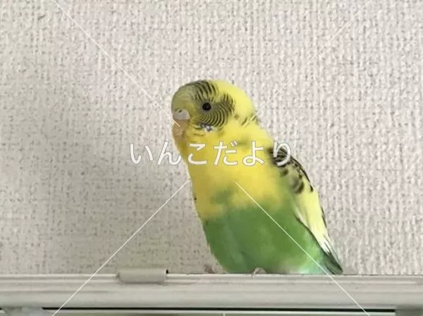 コメントの画像