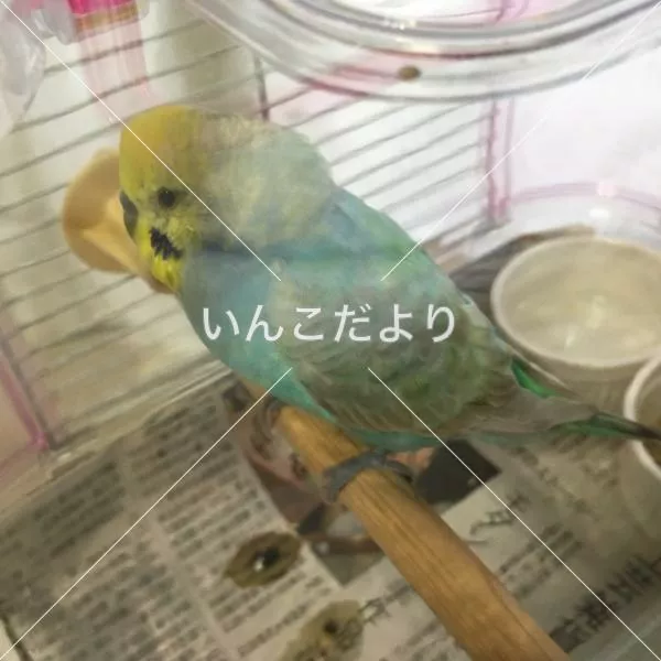 コメントの画像