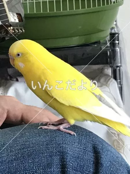 コメントの画像