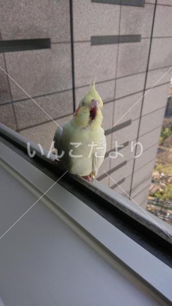 コメントの画像