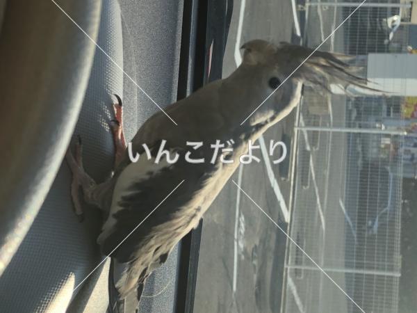 コメントの画像