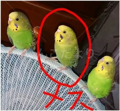 コメントの画像