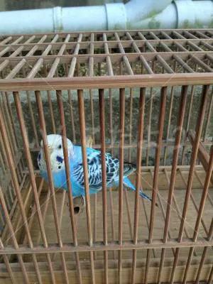 コメントの画像