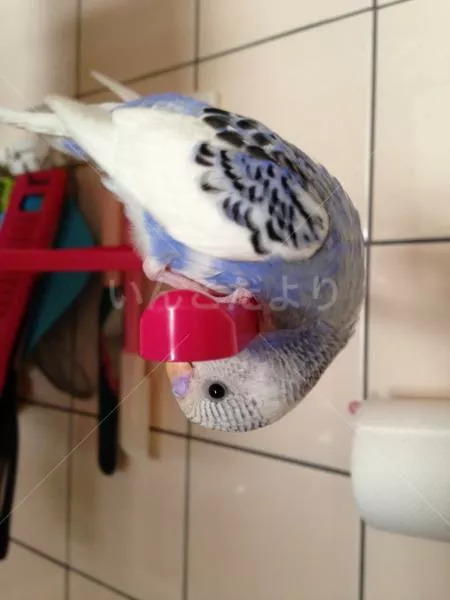 コメントの画像