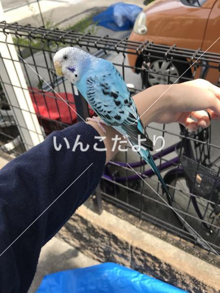 コメントの画像