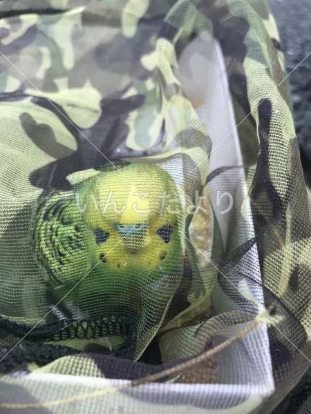 コメントの画像