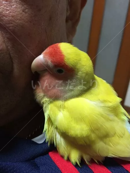 コメントの画像