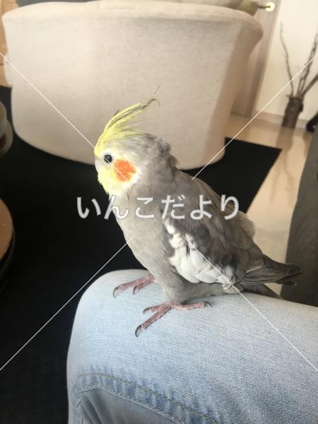 コメントの画像