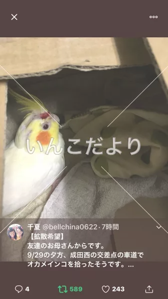 コメントの画像