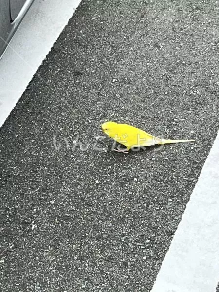 コメントの画像