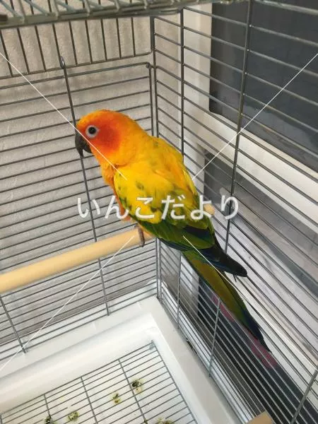 コメントの画像