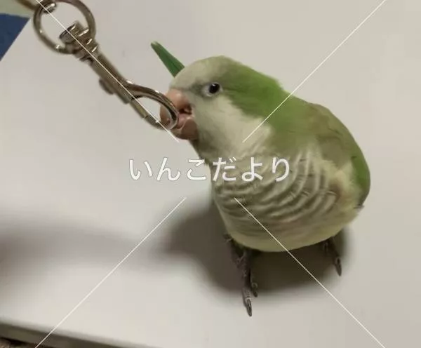 コメントの画像