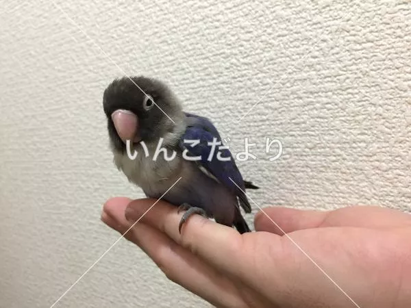 コメントの画像