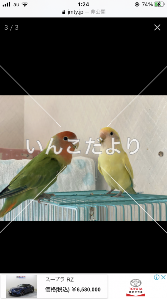 コメントの画像