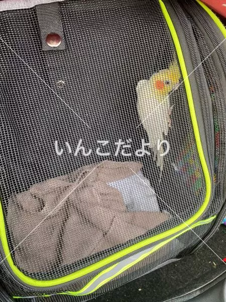 コメントの画像