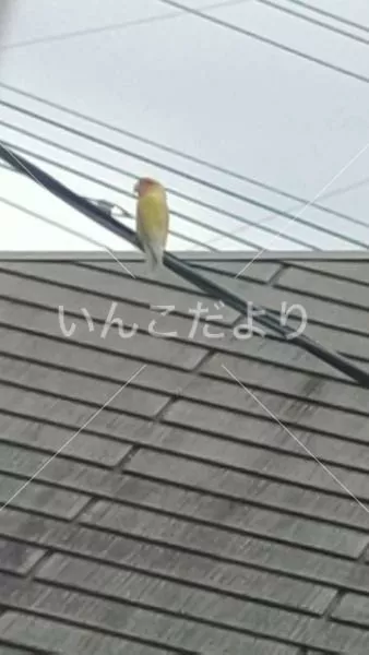 コメントの画像