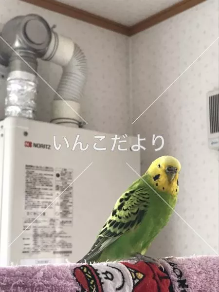 コメントの画像