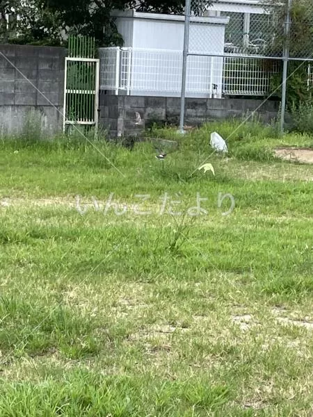 コメントの画像