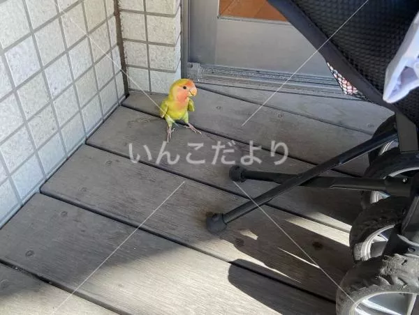 コメントの画像