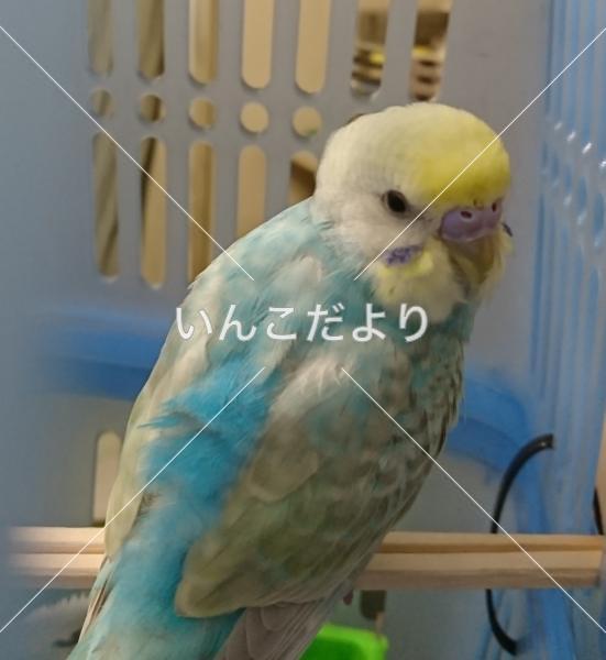 コメントの画像