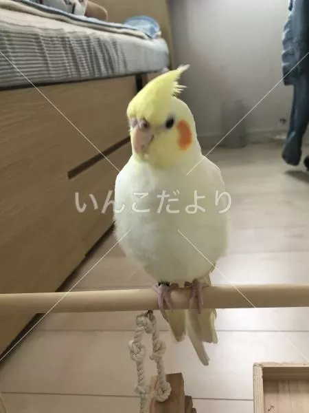 コメントの画像